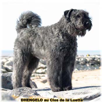 Bouvier des Flandres - Elevage du Clos de la Luette copyright